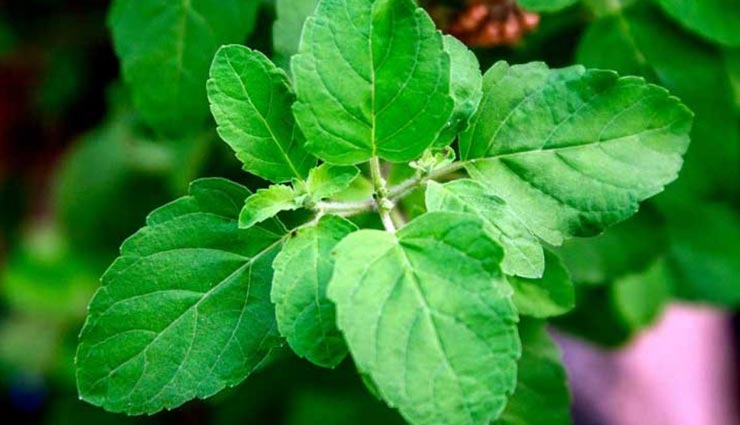 इन 4 घरेलू नुस्खों से करें खून की सफाई, कई बीमारियों से मिलेगी निजात Health tips,health tips in hindi,blood purification,home remedies