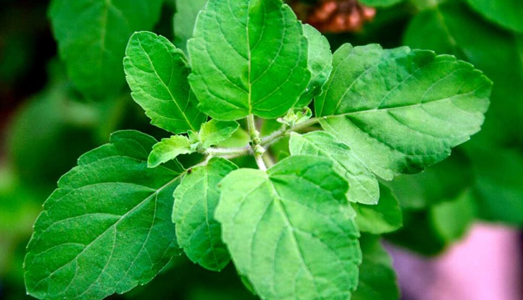 benefits of drinking tulsi water,benefits of tulsi water,tulsi water for health,when to drink tulsi water,what is tulsi water,Health,Health tips ,तुलसी पानी के लाभ