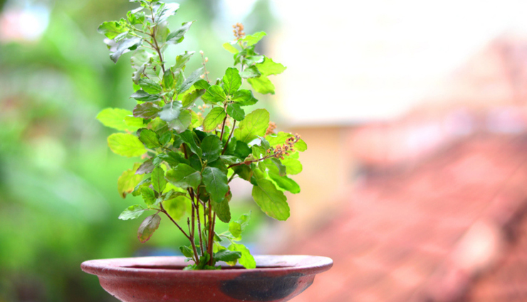 सनातन धर्म में की जाती हैं तुलसी की पूजा, इन चीजों का ध्यान रख लाए जीवन में खुशहाली 