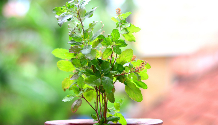 Vastu Tips: मिलेगा दोगुना फायदा, घर में तुलसी के साथ लगाए ये 3 चमत्कारी पौधे
