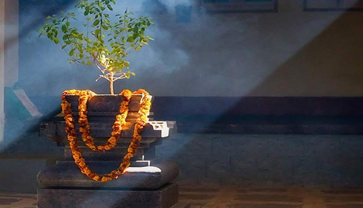 vastu tips,vastu tips in hindi,tulsi vastu tips