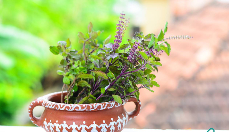 7 Reasons Why Eating Tulsi During Winters is Very Powerful for Your Health