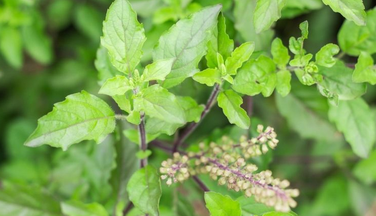 6 Amazing Benefits of Adding 5 Tulsi Leaves in Diet