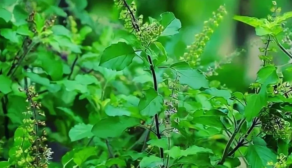 तुलसी: परंपरा, आस्था और स्वास्थ्य का अनमोल संगम