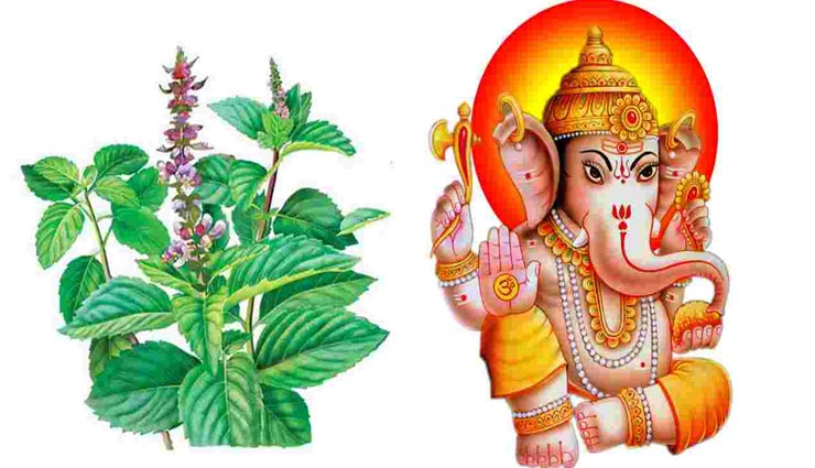 astrology tips,astrology tips in hindi,tulsi in ganesh worship,mythology of ganesh and tulsi