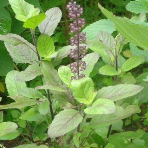 tulsi plant,astrology tips,jeevan mantra