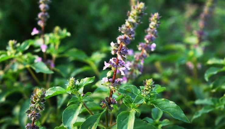 तुलसी के इन चमत्कारी उपायों से जीवन में लाये खुशियाँ