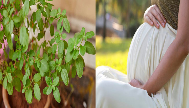 Health tips,benefits of tulsi,tulsi benefits of eating pregnant woman,tulsi benefits