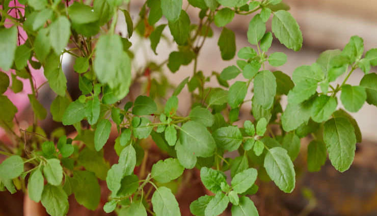 क्‍या तुलसी के पत्ते रख सकते है आपको कोरोना वायरस से दूर?