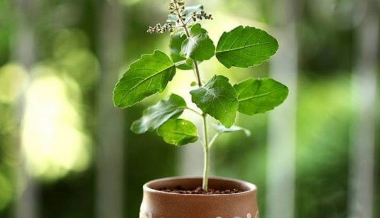 coronavirus,tulsi,tulsi ke fayde,benefits of tulsi,tulsi health benefits,Health,Health tips,health benefits tips