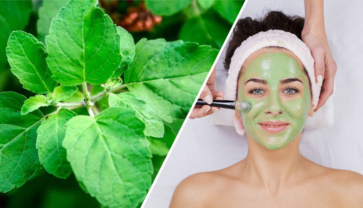 6 DIY Tulsi Face Packs You Need To Try Once
