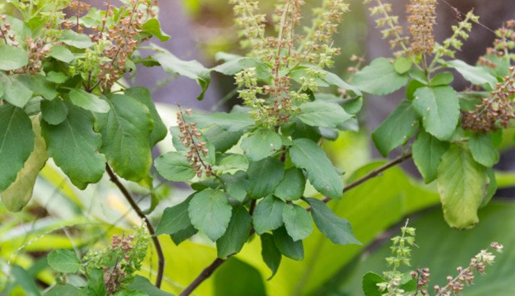 medicines,kitchen,Health,ginger benefits,turmeric benefits,tulsi benefits,black pepper benefits,clove benefits,Health tips,immune system,food to increase immune system,health news