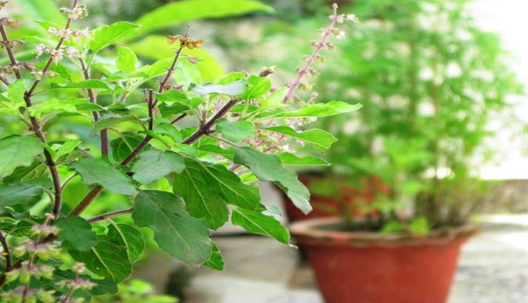 vastu tips,vastu tips in hindi,tulsi vastu tips,tulsi bring positivity