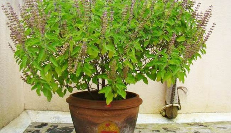 dev uthani ekadashi 2022,tulsi,tulsi news in hindi,water tulsi plant on sunday,water tulsi plant on ekadashi