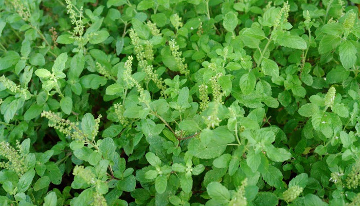not chew tulsi leaves,health tips in hindi,health tips for tulsi leaves,benefits of tulsi leaves