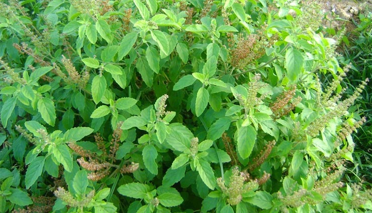 tulsi benefits,astrology tips,astro
