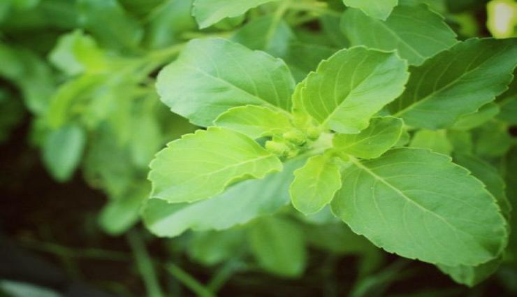 तुलसी के पत्तो को न चबाने के पीछे है यह 5 वजह, जाने 