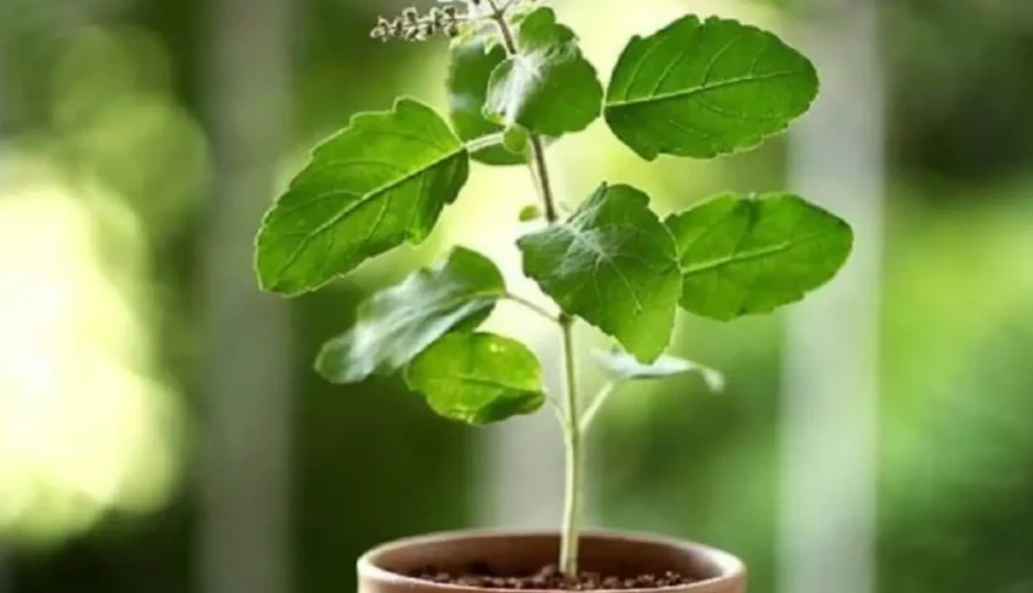 धर्म और विज्ञान क्यों रोकते हैं  तुलसी पत्ते को चबाने से, वजह जानकर रह जाएंगे हैरान