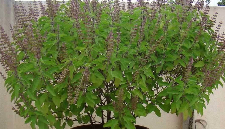 Health tips,healthy living,tulsi leaves,4 benefits of eating tulsi leaves,health benefits of eating tulsi leaves,why tulsi leaves are good for health