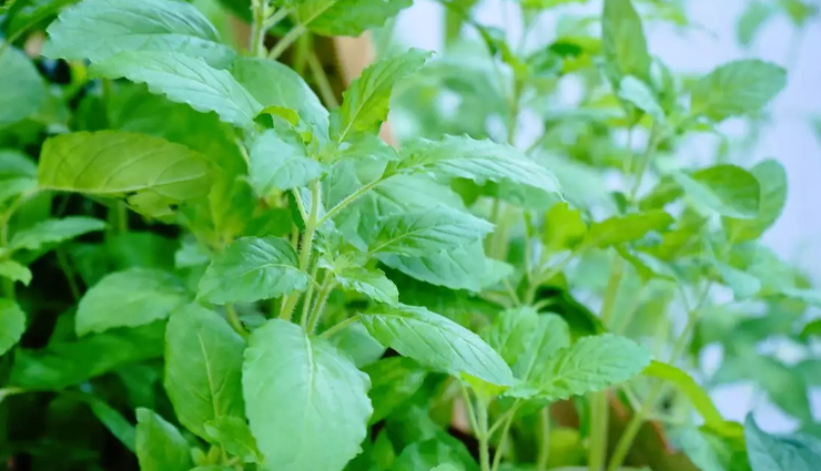 indian herbs for stress relief,ayurvedic herbs for stress,stress-relieving herbs,natural remedies for stress,indian herbs to reduce stress,herbal remedies for stress and anxiety,stress-reducing herbs,ayurvedic stress relief,best herbs for stress management