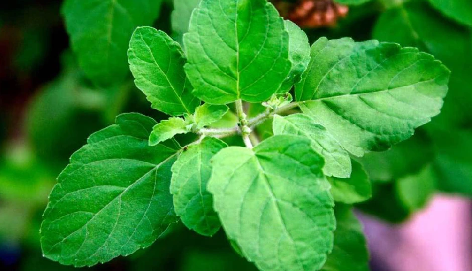 तुलसी का एक पत्ता: सैकड़ों रोगों का इलाज, जानें इसके अद्भुत चमत्कारी फायदे