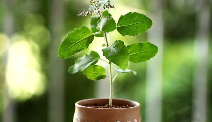 tulsi plant,facts about tulsi plant,astrology tips