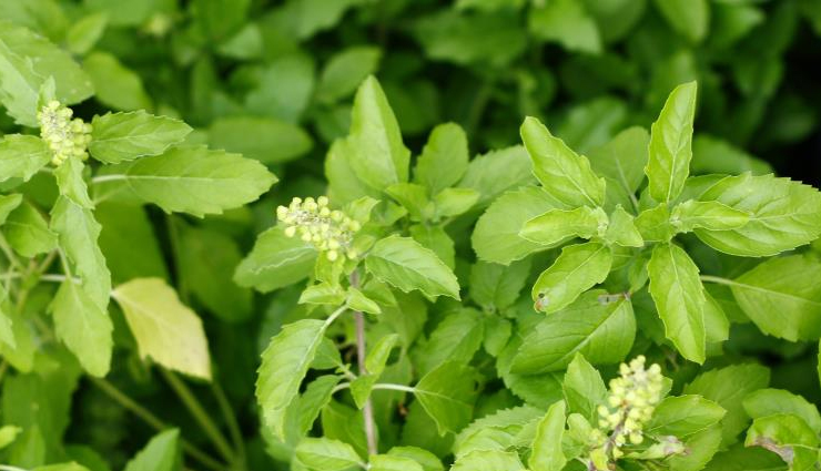 tulsi leaves,5 benefits of tulsi plant,tulsi uses,holi basil