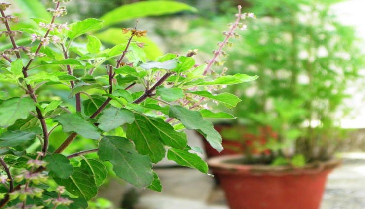 Tulsi Vivah 2019: जानें कैसे हुई तुलसी की उत्पत्ति और किस दिशा में इसका पौधा लगाया जाना शुभ astrology tips,astrology tips in hindi,tulsi vivah 2019,tulsi plant direction,tulsi originated