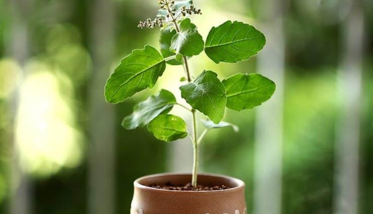 astrology tips,astrology tips in hindi,tulsi measures