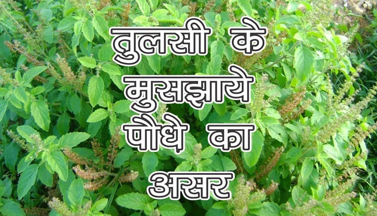 astrology tips,astrology tips in hindi,basil plant wilt ,ज्योतिष टिप्स, ज्योतिष टिप्स हिंदी में, तुलसी ला मुरझाया पौधा, तुलसी के संकेत