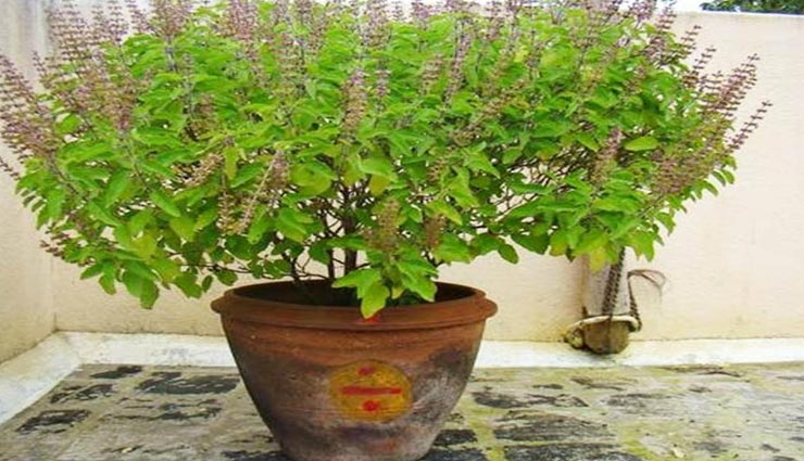 vastu tips,vastu tips in hindi,plants bring money