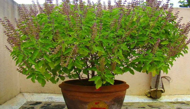 शुभ-अशुभ के संकेत देती है घर में लगी तुलसी, इसके पानी से जुड़े उपाय कर दूर करें घर की परेशानियां