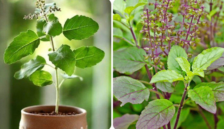 इन 8 पौधों में माना जाता हैं दैवीय शक्तियों का वास, घर में होता हैं खुशियों का आगमन