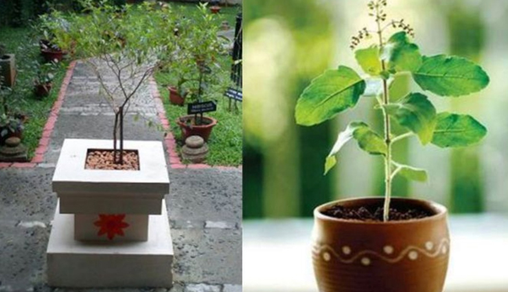 शुभ-अशुभ के संकेत देती है घर में लगी तुलसी, इसके पानी से जुड़े उपाय कर दूर करें घर की परेशानियां astrology tips,astrology tips in hindi,tulsi remedies,tulsi indication