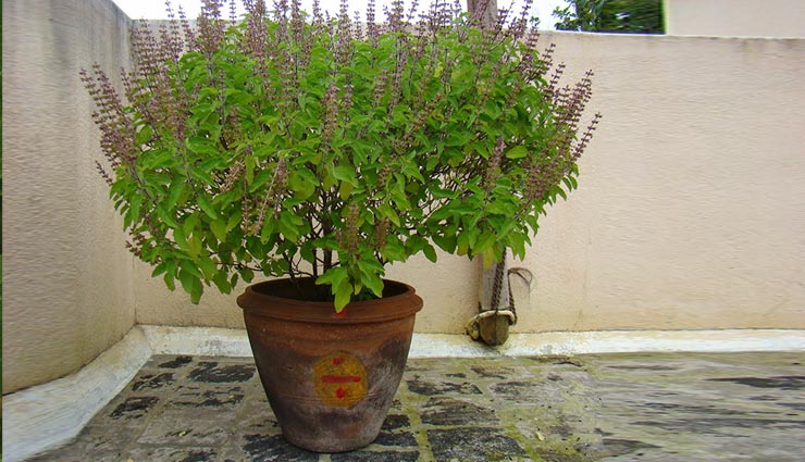 when and how to worship tusli,tulsi ki pooja,tulsi pooja tips in hindi