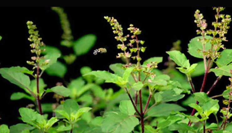 astrology tips,astrology tips in hindi,tulsi poojan