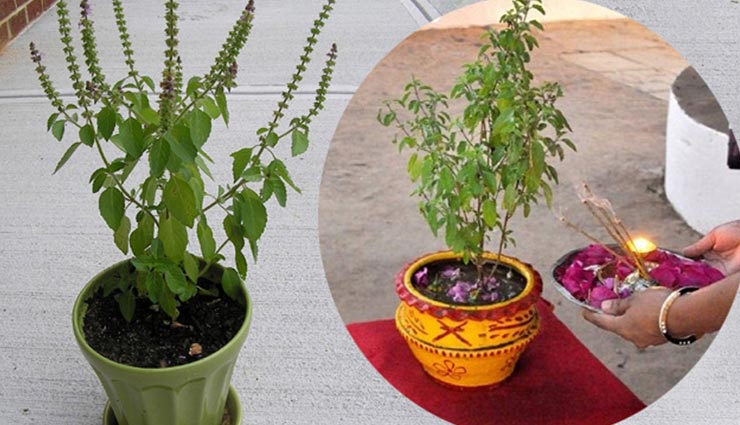 astrology tips,astrology tips in hindi,tulsi leaves,tulsi importance,lord vishnu,maa laxmi