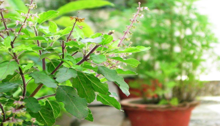 मनचाहा जीवनसाथी पाने के लिए तुलसी विवाह के दिन करें ये काम, दूर होगी विवाह में आ रही बाधाएं astrology tips,astrology tips in hindi,tulsi vivah