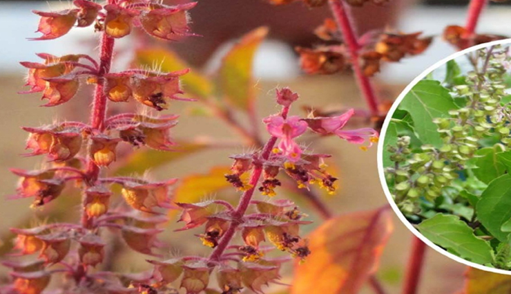 astrology tips,astrology tips in hindi,basil care tips