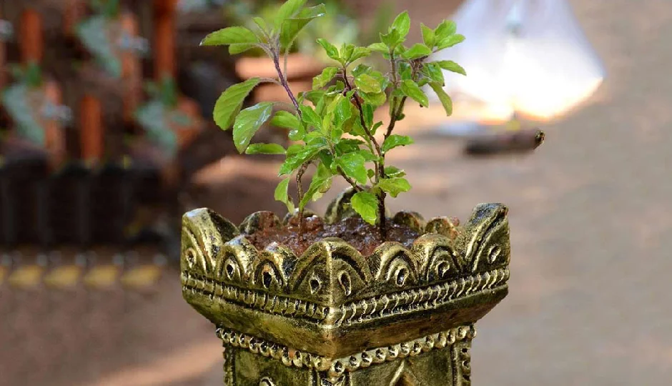 उत्पन्ना एकादशी 2025: इस दिन तुलसी से जुड़ी इन बातों का रखें विशेष ध्यान, घर में आएगी समृद्धि और सुख-शांति