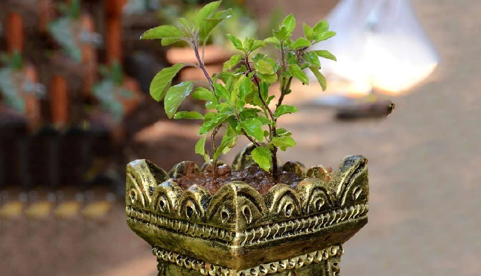 कार्तिक मास में सुबह शाम करें ये विशेष तुलसी उपाय, बरसेगी मां लक्ष्मी की कृपा