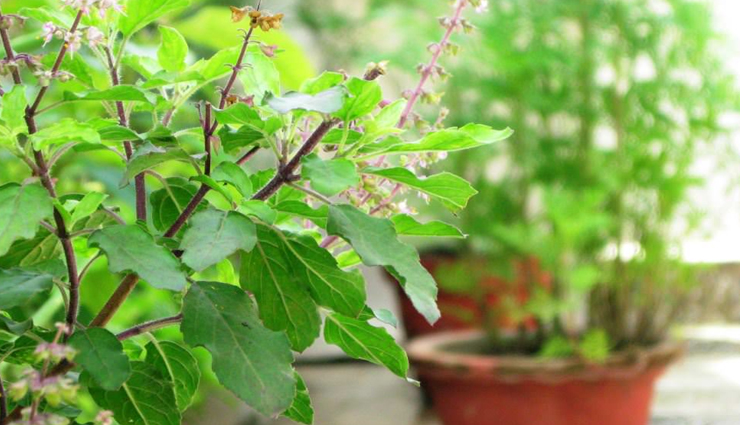 शुभ-अशुभ के संकेत देती है घर में लगी तुलसी, इसके पानी से जुड़े उपाय कर दूर करें घर की परेशानियां astrology tips,astrology tips in hindi,tulsi remedies,tulsi indication