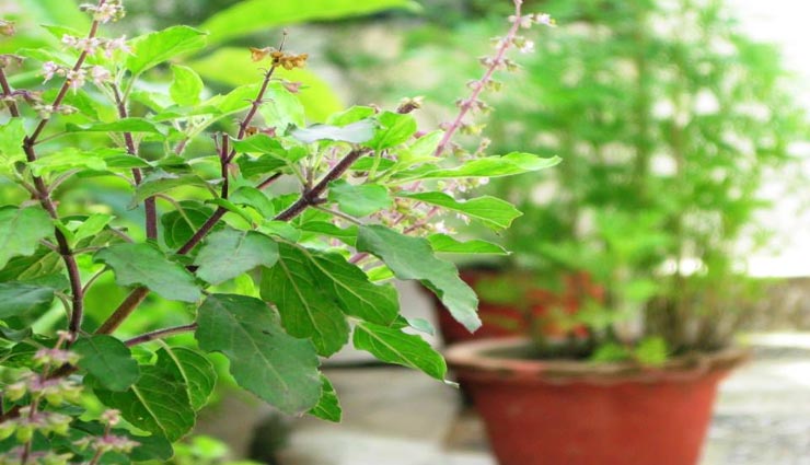 vastu tips in hindi,tulsi vastu tips,vastudosh