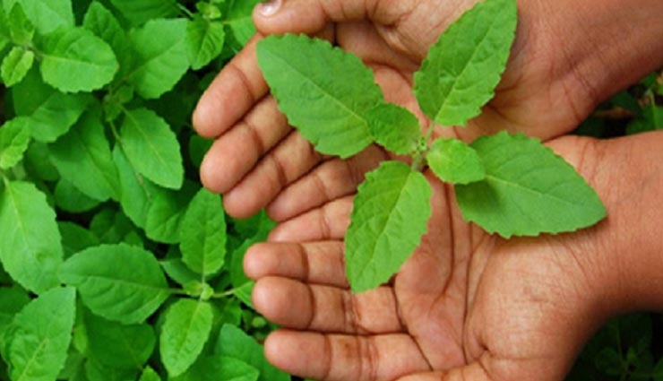 astrology tips,astrology tips in hindi,astrology measures,karthik month measures,tulsi upay,misfortune remedy