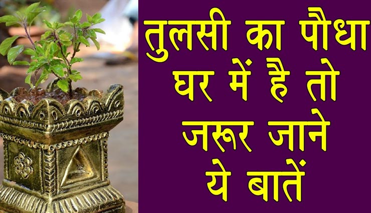 घर में सुख-शांति बनाए रखेंगे तुलसी से जुड़े ये वास्तु टिप्स