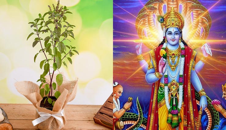 Tulsi Vivah 2019: जानें कैसे हुई तुलसी की उत्पत्ति और किस दिशा में इसका पौधा लगाया जाना शुभ