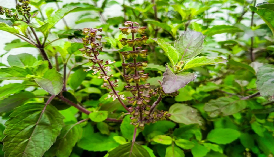 tulsi,holy basil,traditional medicine,ayurveda,health benefits,religious significance,spiritual practices,herbal remedies,indian culture,medicinal plants