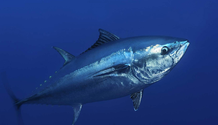 sleep,walnuts,Almonds,cheese and crackers,lettuce,kiwi,tuna,rice,yogurt,bananas,cherry juice,food for sleep,Health tips,fitness tips