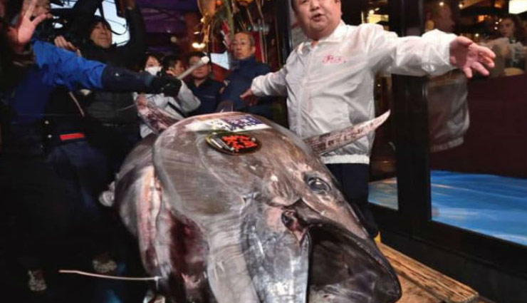 276 किलो वजनी टूना मछली की हुई नीलामी, कीमत जान उड़ जायेंगे आपके होश