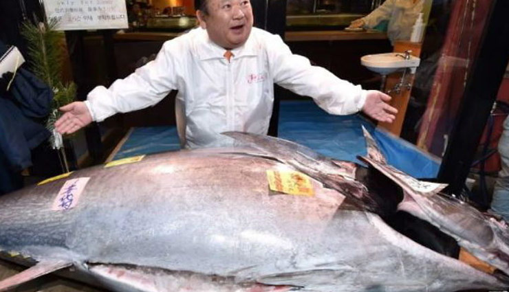tuna,auction,Tuna fish,weird news ,अजब गजब खबरे हिंदी में
